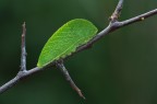 Iphiclides podalirius