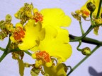 orchid mix