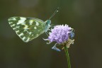 pontia edusa