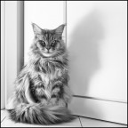Zenobia