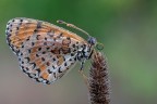 Macro_2