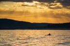 Delfino al tramonto - Isola di Rab - Croazia.
Avere la fortuna di vedere questi animali nel loro ambiente naturale  davvero emozionante.