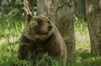 orso marsicano