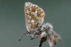 Polyommatus coridon