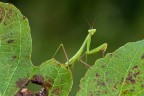 Verde su verde