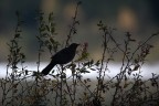 silhouette