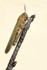 Anacridium aegyptium