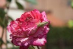 rosa+cavalletta sveglia