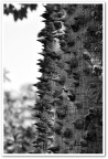 Spine