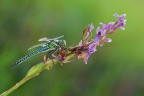 Brachytron pratense