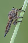 Asilide