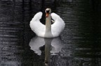 Cigno reale Cigno reale