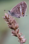 Lepidottero da identificare