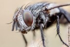 La mosca
