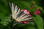 Iphiclides podalirius