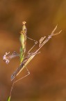 Empusa pennata (o fasciata) . Nikon D700 - Nikkor 200 macro f/4