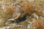 Piviere tortolino (Charadrius morinellus)
