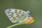 Una fresca Pontia