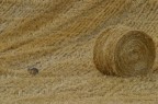 Campagna Astigiana