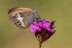 Coenonympha urcaina