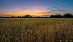 tramonto e spighe