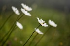 primavera