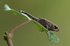 Un close up a questo simpatico e piccolo anfibio...., rospo comune, il Bufo bufo, sebbene cresca fino a notevoli dimensioni... lo possiamo incontrare di dimensioni davvero piccole.... Questo ricopre a mala pena una moneta da 50 cents

http://postimg.org/image/qkavy7cfv/full/