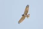 Biancone (Circaetus gallicus) L'aquila dei serpenti