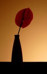 Rosso controluce