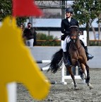 concorso ippico concorso ippico