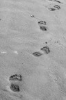 impronte