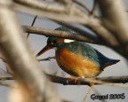 FOTO SCATTATA CON CANON 5d 70/200 F4 MOLTIPLICATORE 2X
SOLIGOR