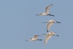 Spatole in volo