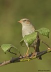 Passera scopaiola (Prunella modularis)