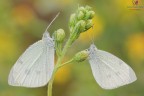 Ciao a tutti.
Due femmine di Pieris rapae (Linnaeus, 1758), detta anche cavolaia minore....riprese una settimana fa.
Ho cercato uno sfondo pieno di contrasti e colori che bilanciasse l'anonima livrea di questo pur bel lepidottero :)