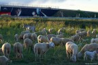 TEEM Sheep