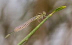 Irriconoscibile