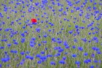 rosso nel blu