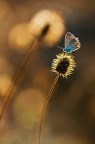 Farfallina &amp; Bokeh