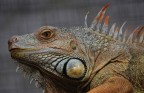 iguana