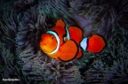 Nemo in PNG
