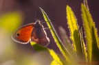 La  pamphilus