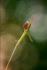 Acrida &amp; Bokeh