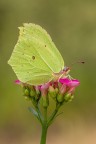 Cedronella
