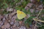 Fotografia ravvicinata di una farfalla di specie Colias phicomone.