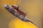 Acronicta rumicis