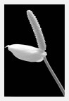 Fiore