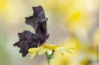 Polygonia c-album