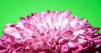 Come per "Rosa Rosae", tecnica dell'obbiettivo invertito. Qui ho tenuto una distanza un p pi lunghetta e, non ci crederete mai, aggiunto una semplice lente di ingrandimento frontalmente al 18-55...... non chiedetemi come, ma alla fine questo  quello che ho ottenuto.

DATI SCATTO

Nikon D50, AF-S 18-55mm INVERTITO +lente ingrandimento, Esp. 4 sec a ISO 200