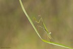 Mantide religliosa